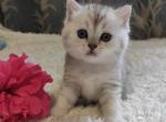 Charming - Scottish Straight Cat For Sale - Hollywood, FL, US