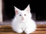 UA Mazurka Zu Zu - Maine Coon Cat For Sale - Brooklyn, NY, US