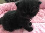 BLACK JACK - Munchkin Cat For Sale - Brookings, OR, US