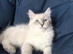 Qairos - Siberian Cat For Sale - Norwalk, CT, US