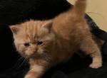 TruBalooScot Kittens born August 28th - Scottish Fold Cat For Sale - Jobstown, NJ, US