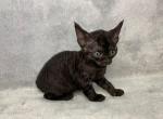 Rurk - Devon Rex Cat For Sale - Norwalk, CT, US