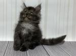 Power - Maine Coon Cat For Sale - Miami, FL, US