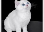 Teddy Rey - British Shorthair Cat For Sale - Hollywood, FL, US