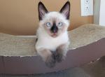 Precious Balinese Kittens - Balinese Cat For Sale - Brooklyn, NY, US