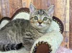 Chloe - Munchkin Cat For Sale - Joplin, MO, US