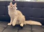 Betty - Maine Coon Cat For Sale - Hollywood, FL, US