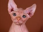 Vintage - Sphynx Cat For Sale - Norwalk, CT, US