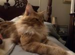 Future kittens - Maine Coon Cat For Sale - OH, US