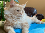 Maine coon Male in red classic tabby - Maine Coon Cat For Sale - Bayville, NJ, US