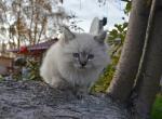 Don Juan - Siberian Cat For Sale - Norwalk, CT, US