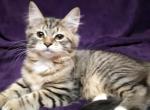 Astori - Siberian Cat For Sale - Norwalk, CT, US