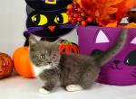 Bubba - Munchkin Cat For Sale - Ava, MO, US