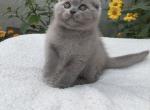 Wilma - Scottish Fold Cat For Sale - Hollywood, FL, US