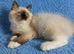 Oreo - Ragdoll Cat For Sale - Miami, FL, US