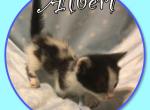 Albert - Munchkin Cat For Sale - FL, US