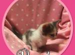 Munchkin Porsha - Munchkin Cat For Sale - FL, US