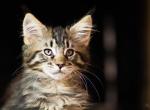 UA Mazurka Zimmi - Maine Coon Cat For Sale - Brooklyn, NY, US