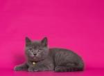 Fergus - British Shorthair Cat For Sale - Miami, FL, US