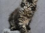 Salamander poly - Maine Coon Cat For Sale - Hollywood, FL, US