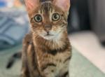 Louise - Bengal Cat For Sale - Miami, FL, US