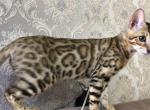 Lola - Bengal Cat For Sale - Miami, FL, US