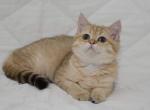 Venera - Scottish Straight Cat For Sale - NY, US