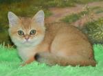 Solomon - Scottish Straight Cat For Sale - NY, US