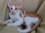 Rusty Orange Cinnamon White Tabby Peterbald - Peterbald Cat For Sale - Dallas, TX, US