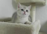 Iris - British Shorthair Cat For Sale - Chicago, IL, US