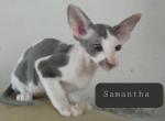 Samantha Grey White Tabby - Peterbald Cat For Sale - Dallas, TX, US