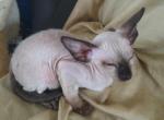 Annie Oakley Seal Point Peterbald - Peterbald Cat For Sale - Dallas, TX, US