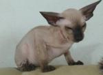 Roy Roger's Seal Point Peterbald - Peterbald Cat For Sale - Dallas, TX, US