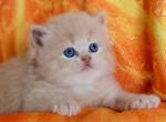 Cream colour male - British Shorthair Cat For Sale - Orlando, FL, US