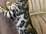 Ponka - Bengal Cat For Sale - Miami, FL, US