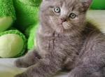 Grayson - British Shorthair Cat For Sale - Miami, FL, US