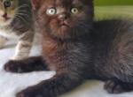 Liliana - Scottish Straight Cat For Sale - Miami, FL, US