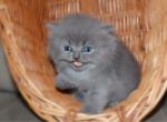 British longhair female - British Shorthair Cat For Sale - Orlando, FL, US