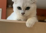 Scottish Fold female Green Eyes - Scottish Fold Cat For Sale - Bayville, NJ, US