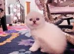 Eden - Scottish Fold Cat For Sale - Charlottesville, VA, US