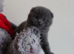 Diego - Scottish Fold Cat For Sale - Hollywood, FL, US