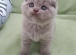 Dior - Scottish Fold Cat For Sale - Hollywood, FL, US