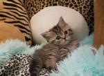Mini Golden tabby British - British Shorthair Cat For Sale - Grand Rapids, MI, US