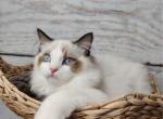 Cacao - Ragdoll Cat For Sale - Miami, FL, US