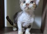 Bulochka - Devon Rex Cat For Sale - Miami, FL, US