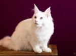 UA Mazurka White Flower - Maine Coon Cat For Sale - Brooklyn, NY, US