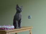 Qeena - Devon Rex Cat For Sale - Miami, FL, US