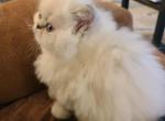 Willows Himalayan kittens - Himalayan Cat For Sale - Greenville, OH, US