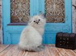 Wild - Siberian Cat For Sale - Miami, FL, US