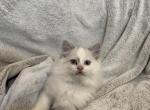 Alvin - Ragdoll Cat For Sale - Mount Vernon, WA, US